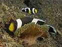 47 Saddleback Anemonefish